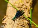 Dragonfly - Ważka